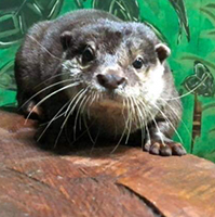 Asian Small-Clawed Otter-Tso200.jpg